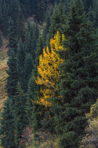 istock lonely yellow birch in pines 880578404