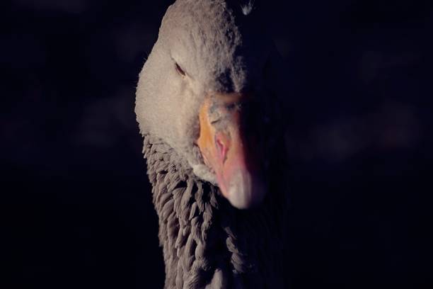 duck bird close up portrait
