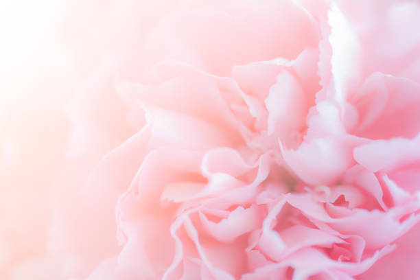 istock Pink Carnation Flowers Bouquet. soft filter. 880584654