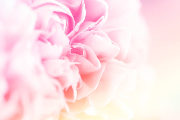 istock Pink Carnation Flowers Bouquet. soft filter. 880586090