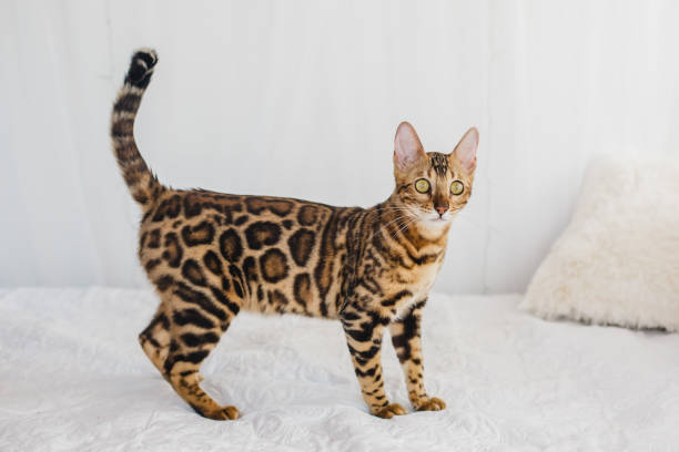 istock Bengal cat brown spotted 880586296