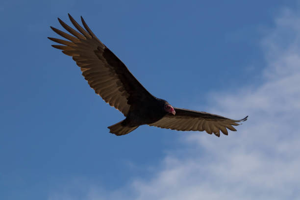 istock Bird turkey vulture soars high above California coast 880603128