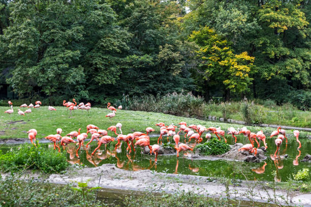 istock Pink flamingos in nature 880603178