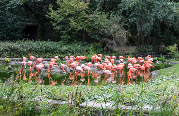 istock Pink flamingos in nature 880603254