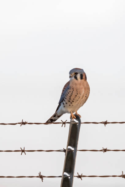 istock Bird American kestrel at dusk 880603514