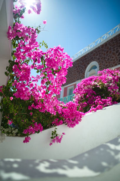 Flowers of Greece stock photo