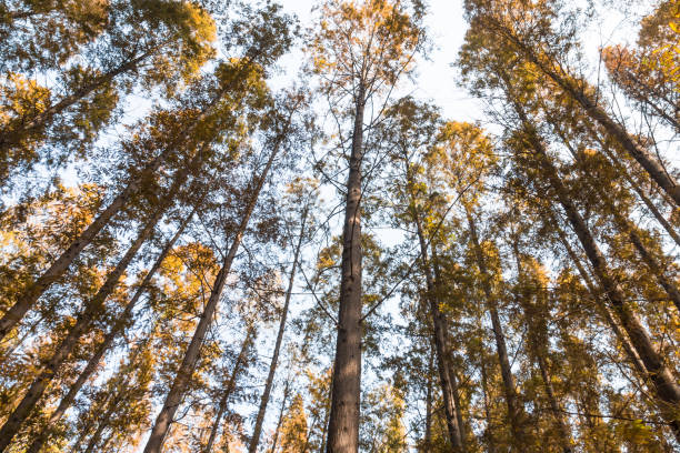 istock Low angle shot of autumn tree 880627540