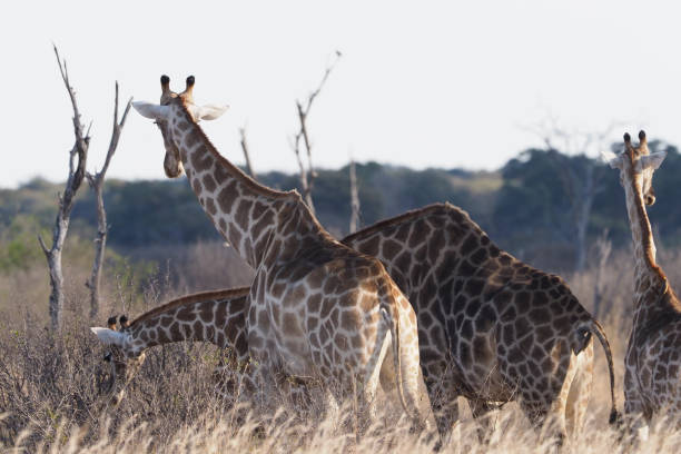istock Hwange National Park - Zimbabwe, Part 2 880632236