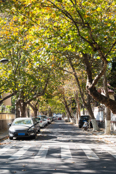 istock Tree lined street in autumn 880632366
