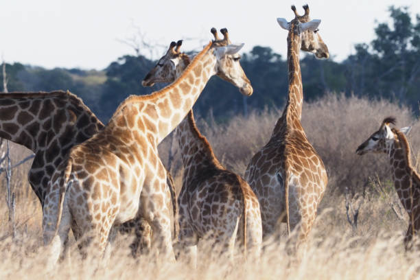 istock Hwange National Park - Zimbabwe, Part 2 880632446