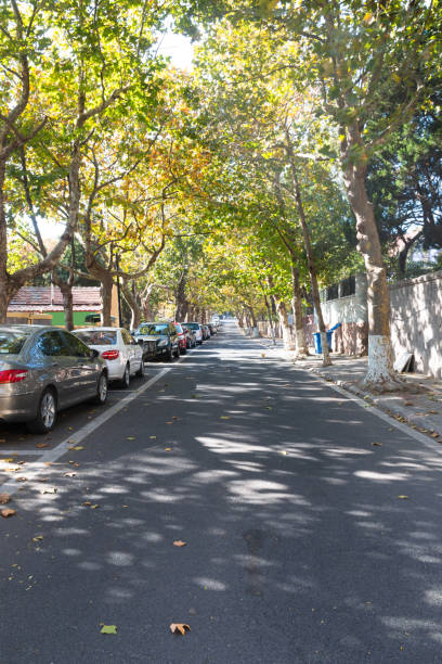 istock Tree lined street in autumn 880632490