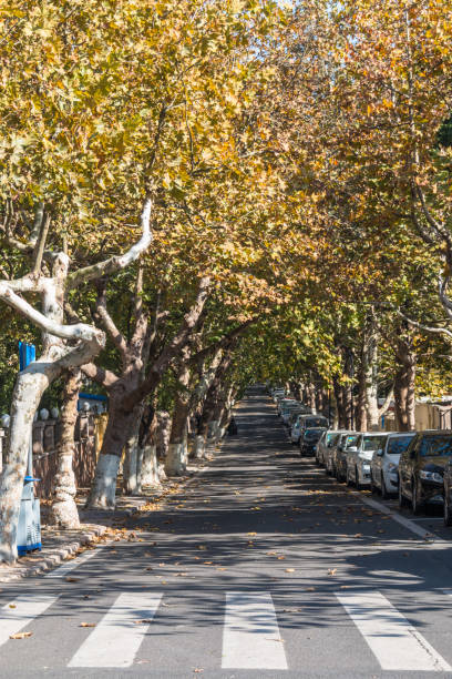 istock Tree lined street in autumn 880632600