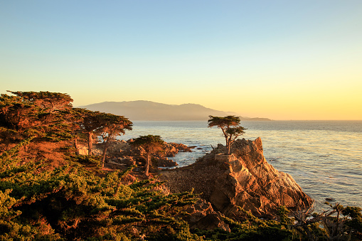 The famous long cypress tree at 17-mile drive Pebble beach, California