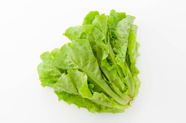 istock Celtuce, Stem lettuce,korean lettuce,Yakiniku lettuce called Sanche. 880654082