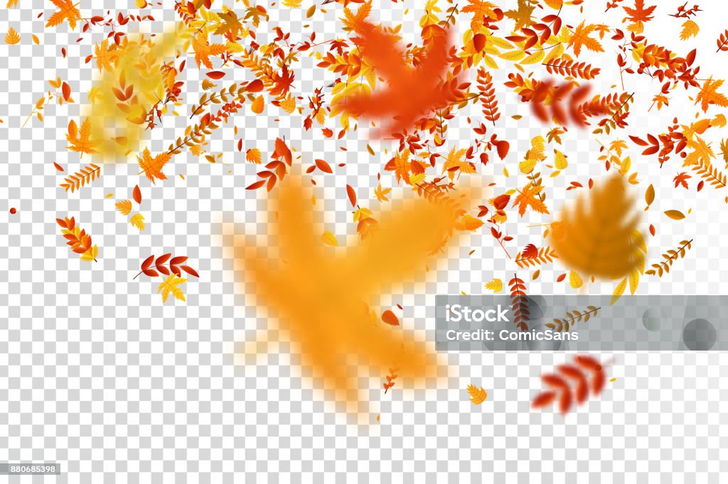 Vector realistic isolated red, yellow and orange maple and oak falling leaves confetti for decoration and covering on the transparent background. Concept of Happy Autumn. Leaf stock vector