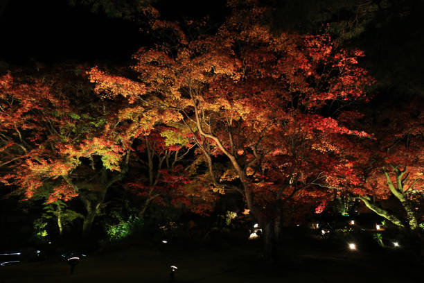 istock Light-up of autumnal leaves 880698506