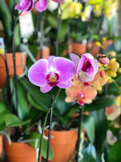 istock Colorful Orchids in Pots at the Market 880701242