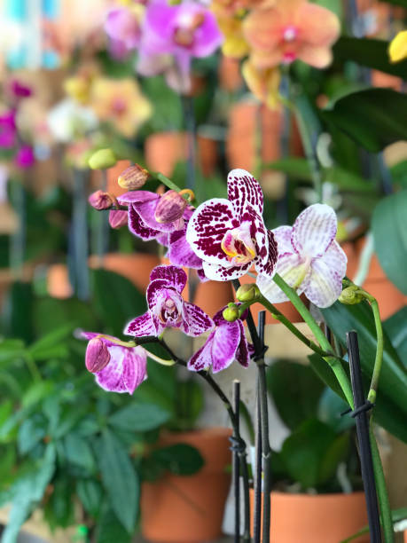 istock Colorful Orchids in pots 880701244