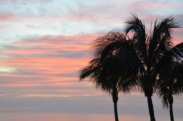 istock Palm Trees Silhouettes Against Colorful Sunset 880703496