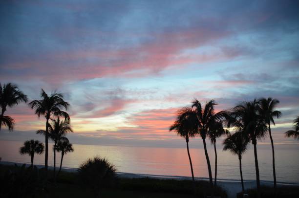 istock Palm Trees Silhouettes Against Colorful Sunset 880703512