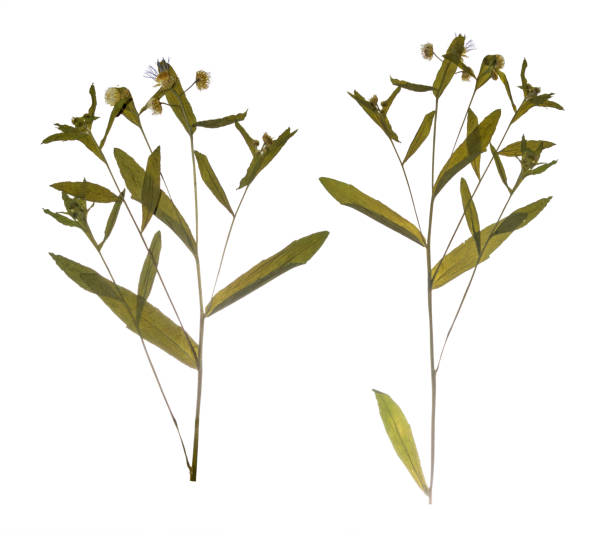 Prensado Flores De Campo Secas Rama Primavera Herbario De Flores Silvestres Foto de stock y más banco de imágenes de Manzanilla - iStock Prensado Flores De Campo Secas Rama Primavera Herbario De Flores Silvestres Foto de stock y más banco de imágenes de Manzanilla - iStock