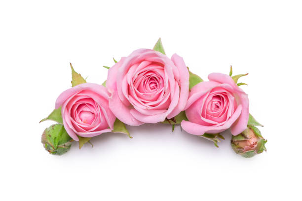 istock Pink roses on a white background. Border of flowers. Pattern for invitation card 880712838