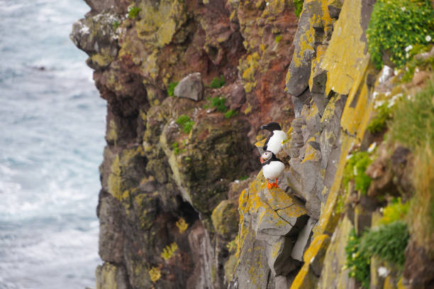 Atlantic Puffin (Fratercula arctica) and Common guillemot (Uria aalge) at Latrabjarg cliffs, Iceland.
