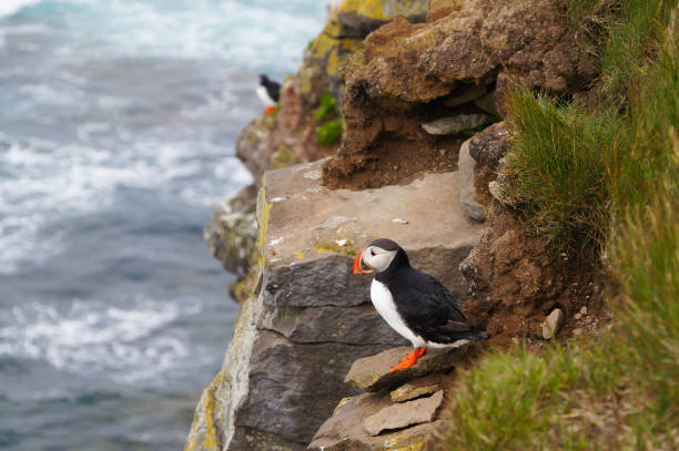 istock Atlantic Puffin in Latrabjarg cliffs, Iceland. 880713130
