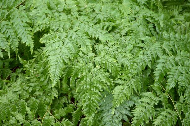 green davallia trichomanoides plant in nature garden fresh green davallia trichomanoides plant in nature garden polypodiaceae stock pictures, royalty-free photos & images