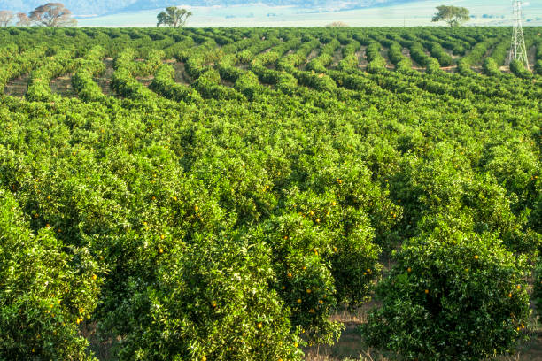 aranceto in una fattoria - orchard fruit vegetable tree foto e immagini stock