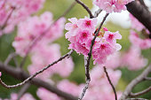 美しい満開のピンクの桜さくらの花