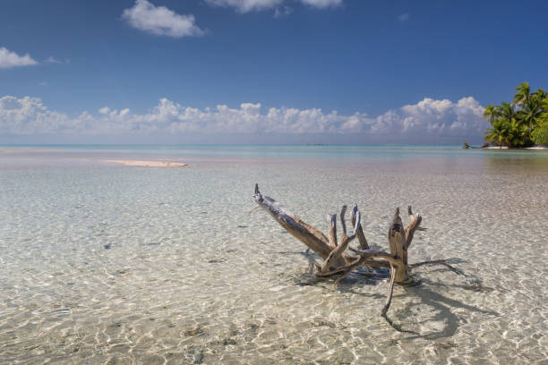 istock tree on the pink lagoon of rangiroa 880715856