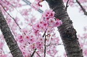美しい満開のピンクの桜さくらの花