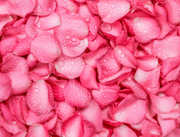 istock fresh pink rose petal background with water rain drop 880718130