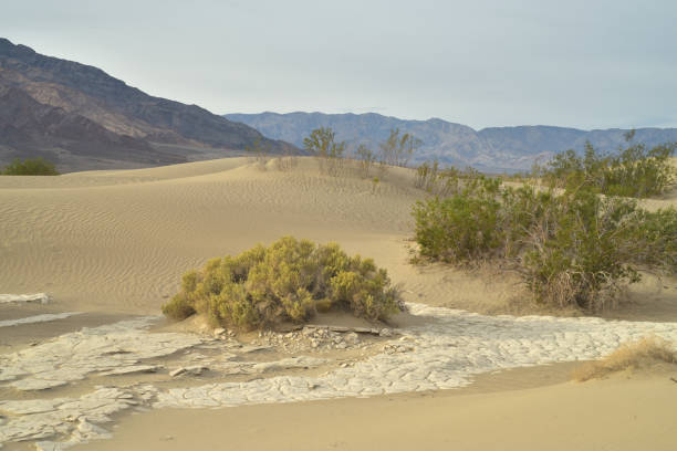 istock Mesquite Sand Dunes Death Valley 880722760