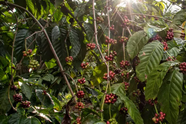 Rays of the sun filtering through the branches of a coffee plant loaded with coffee beans
