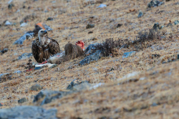 Griffon Vulture (Gyps fulvus) feeding on a carcass of Blue Sheep (Pseudois Nayaur) in SiChuan, China Griffon Vulture (Gyps fulvus) feeding on a carcass of Blue Sheep (Pseudois Nayaur) in SiChuan, China blue sheep photos stock pictures, royalty-free photos & images
