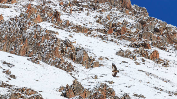 Group of Griffon Vulture (Gyps fulvus) flying in SiChuan, China Group of Griffon Vulture (Gyps fulvus) flying in SiChuan, China blue sheep photos stock pictures, royalty-free photos & images