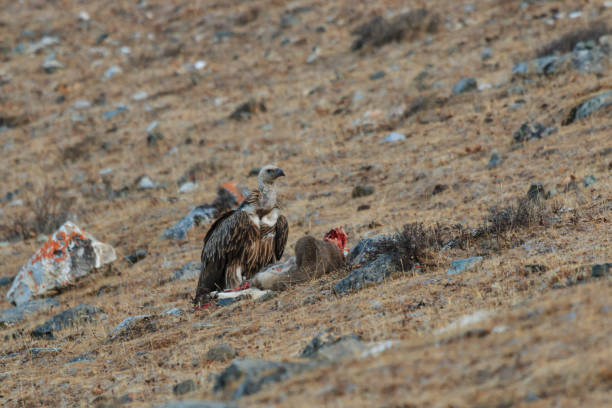 Griffon Vulture (Gyps fulvus) feeding on a carcass of Blue Sheep (Pseudois Nayaur) in SiChuan, China Griffon Vulture (Gyps fulvus) feeding on a carcass of Blue Sheep (Pseudois Nayaur) in SiChuan, China blue sheep photos stock pictures, royalty-free photos & images