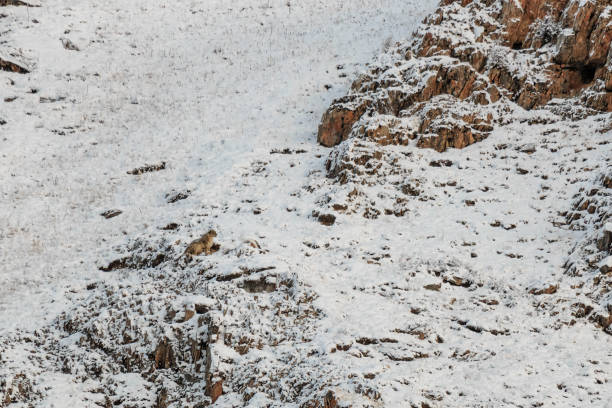 WILD Camouflaged Snow Leopard (Panthera Uncia) in Tibet resting on a mountain side WILD Camouflaged Snow Leopard (Panthera Uncia) in Tibet resting on a mountain side blue sheep photos stock pictures, royalty-free photos & images