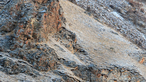 WILD Camouflaged Snow Leopard (Panthera Uncia) in Tibet resting on a mountain side stock photo