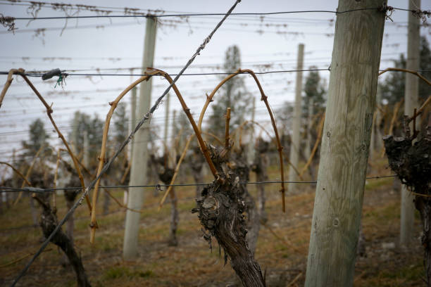 istock trimmed grape vines in a vineyard in spring 880742566