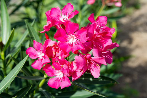 pink nerium oleander flower in nature garden.