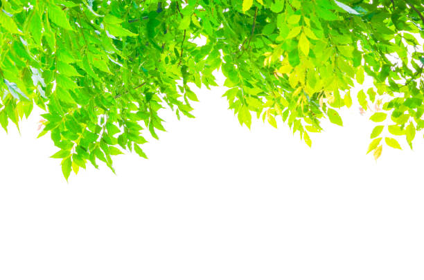istock field of green leaf on white background 880747706