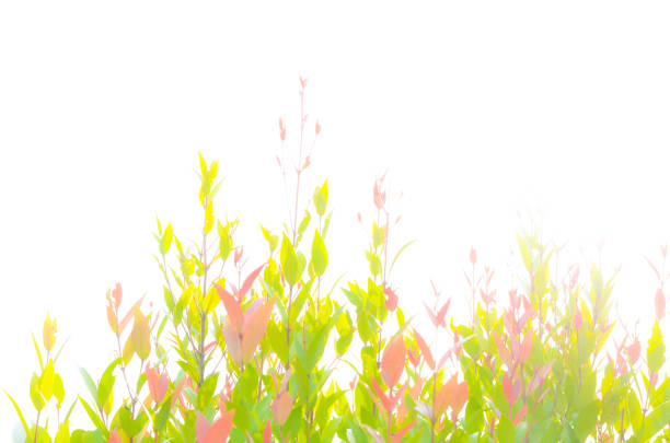 lighting pass of new green leaf