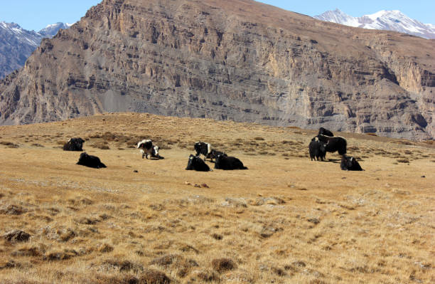istock Herd of Bulls at mountains 880748184