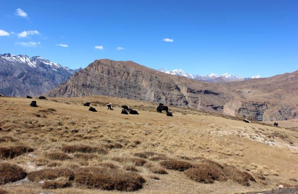 istock Herd of Bulls at mountains 880748226