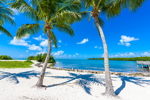 Sombrero Beach with palm trees on the Florida Keys, Marathon, Florida, USA. Tropical and paradise destination for vacation. Relaxing at beach.