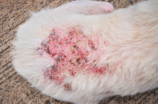 Dog Scabies Stock Photo - Download Image Now - Abandoned, Animal Body Part - iStock