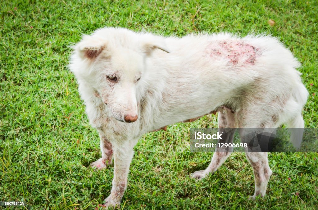Dog Scabies Stock Photo - Download Image Now - Abandoned, Agricultural Field, iStock